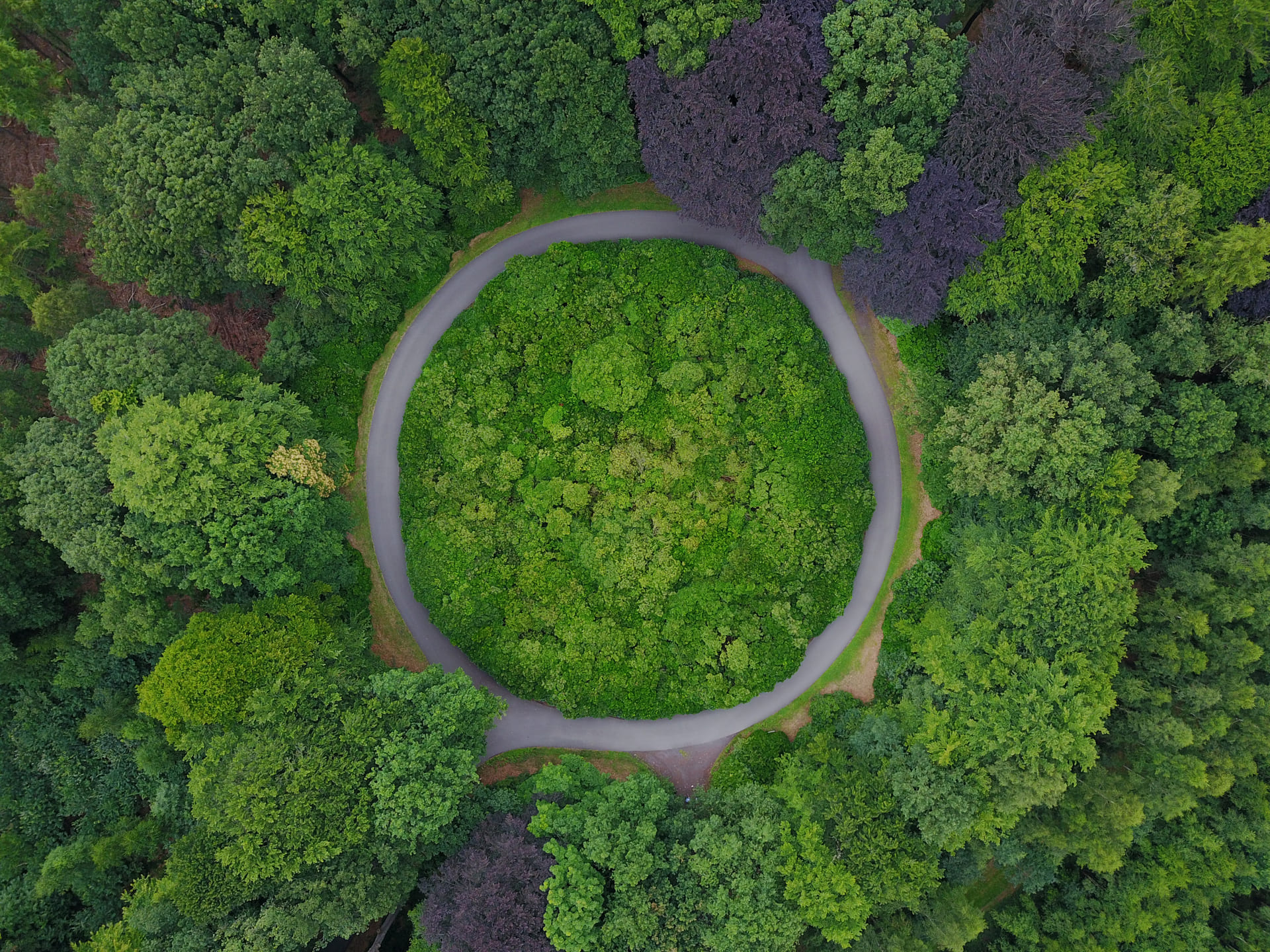 Circular road surrounded by trees