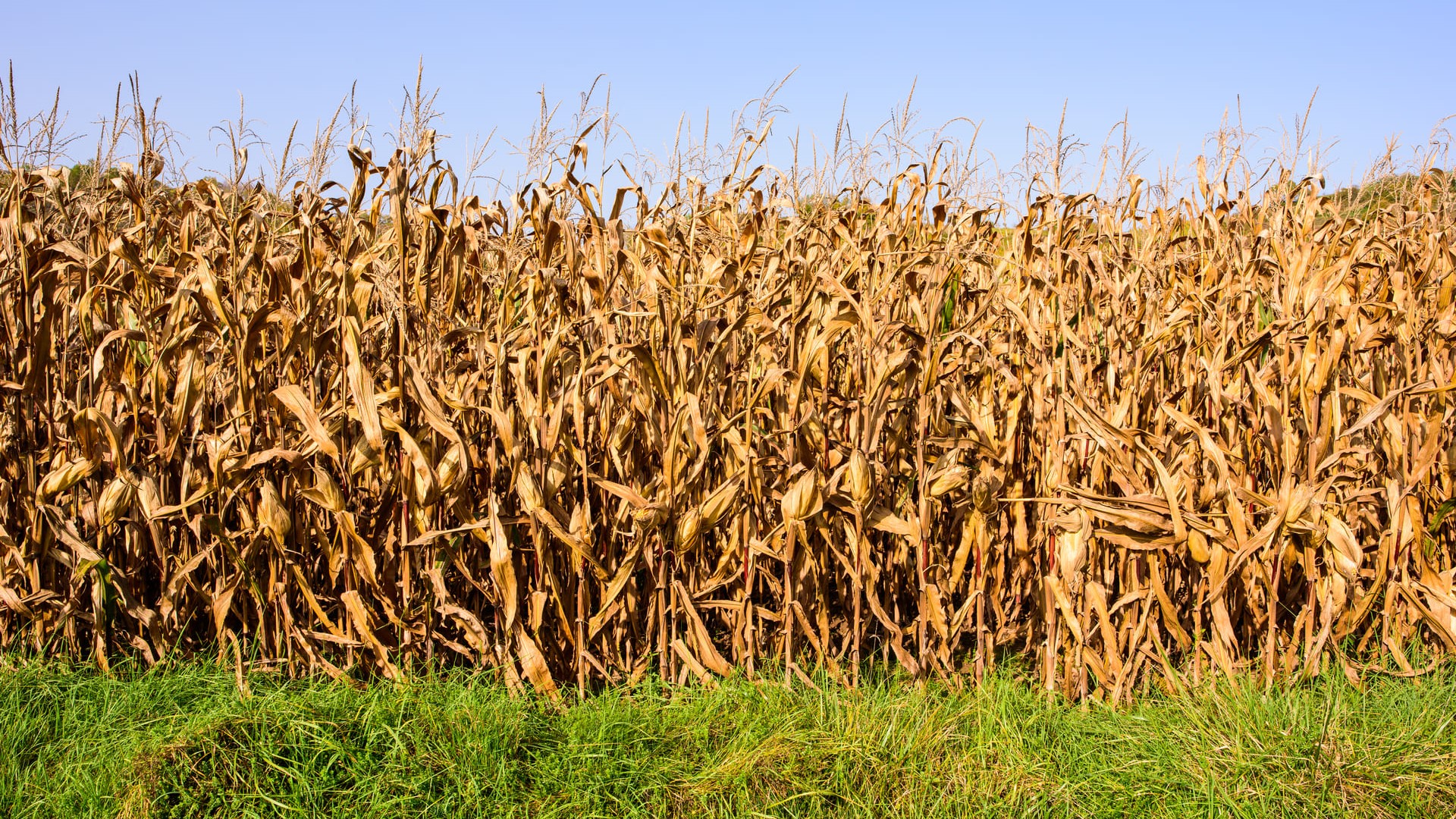 Dried corn in the field