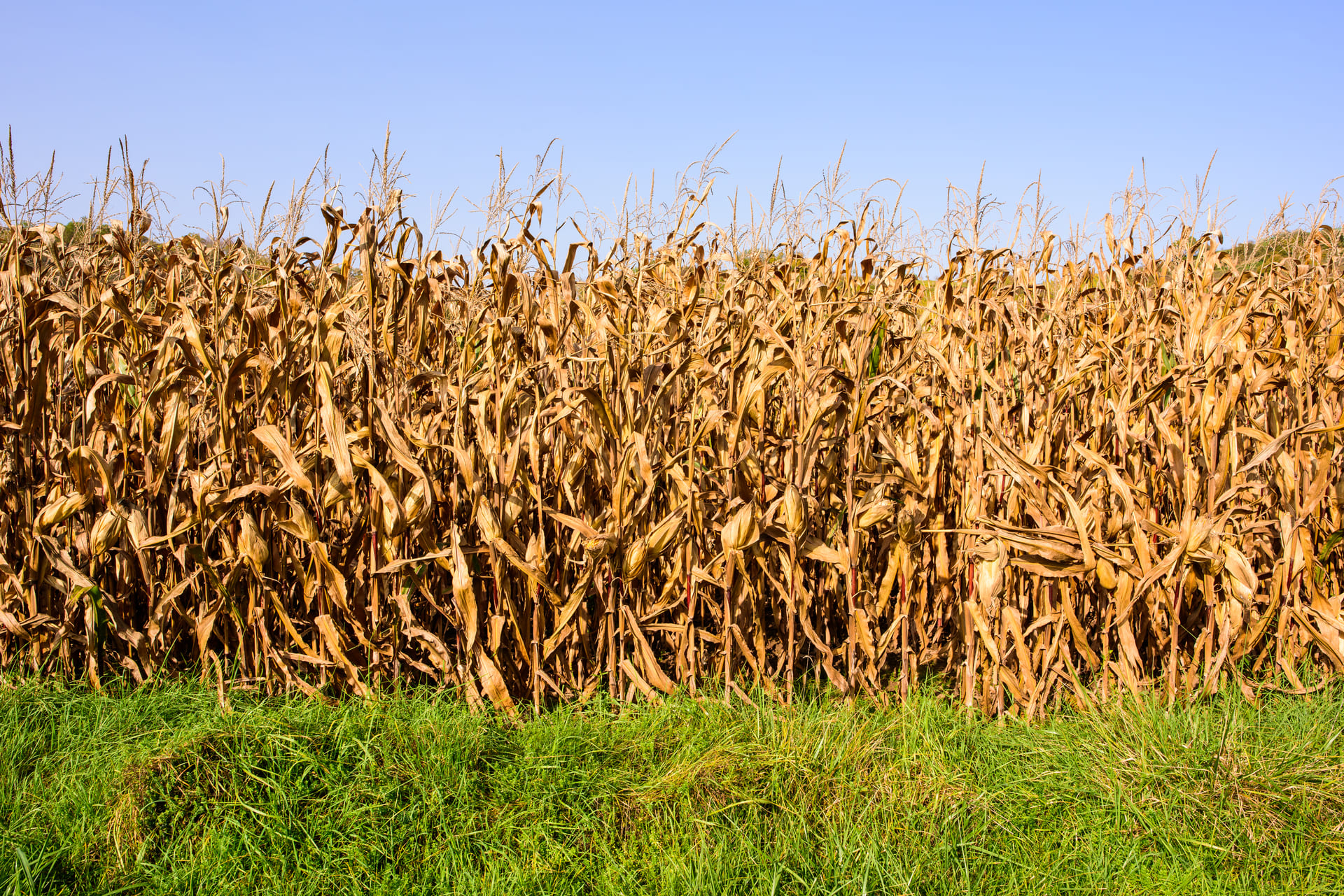 Dried corn in the field