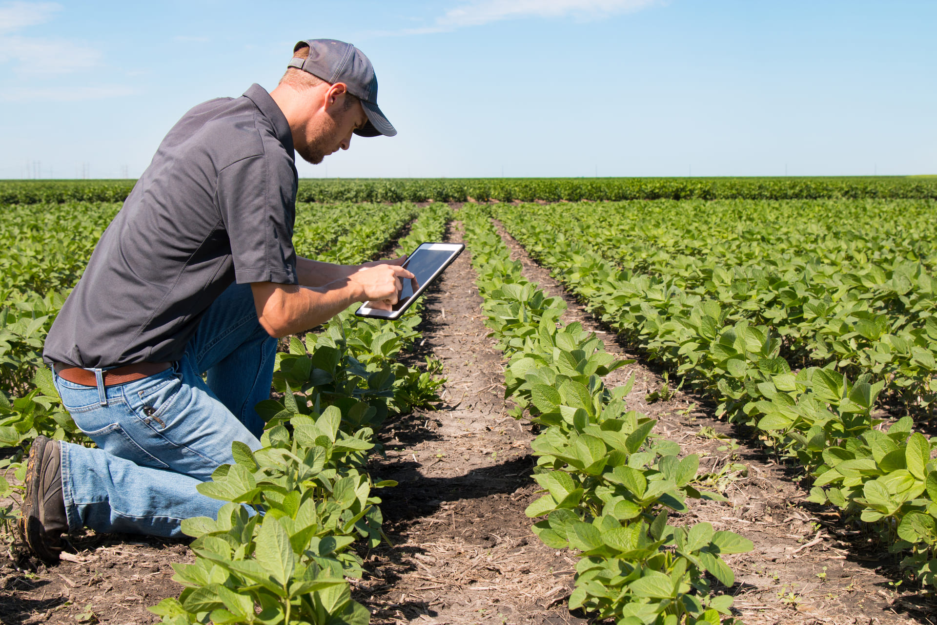 Man with tablet on field