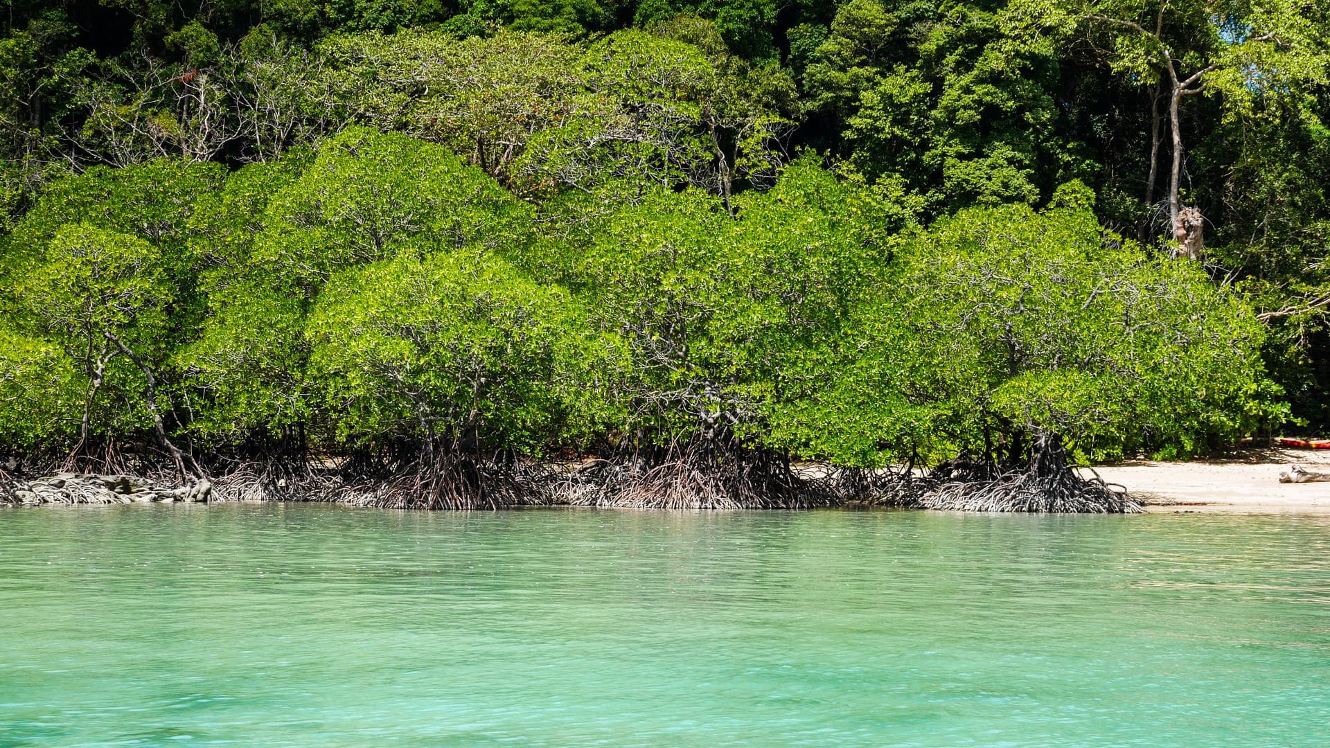 Mangrove forests