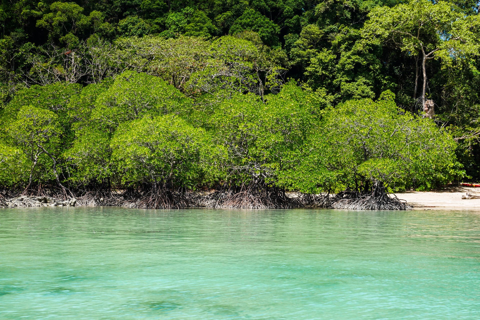 Mangrove forests