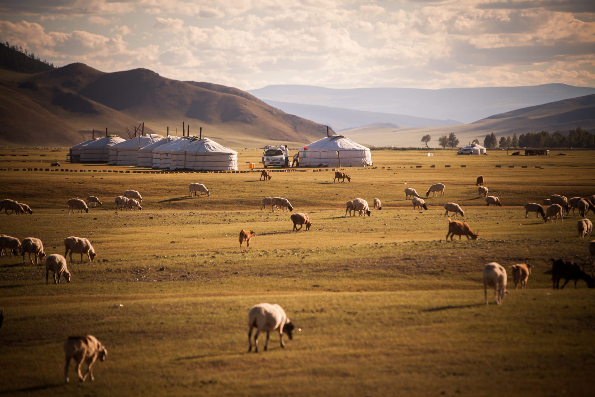 Mongolian yurts