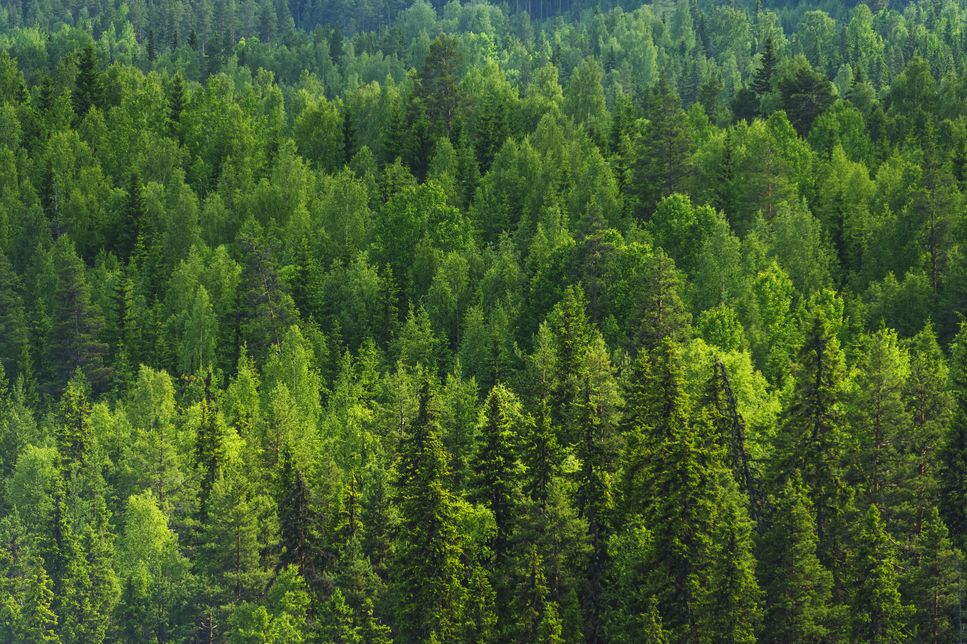 Pine forest background in the summer of Sweden