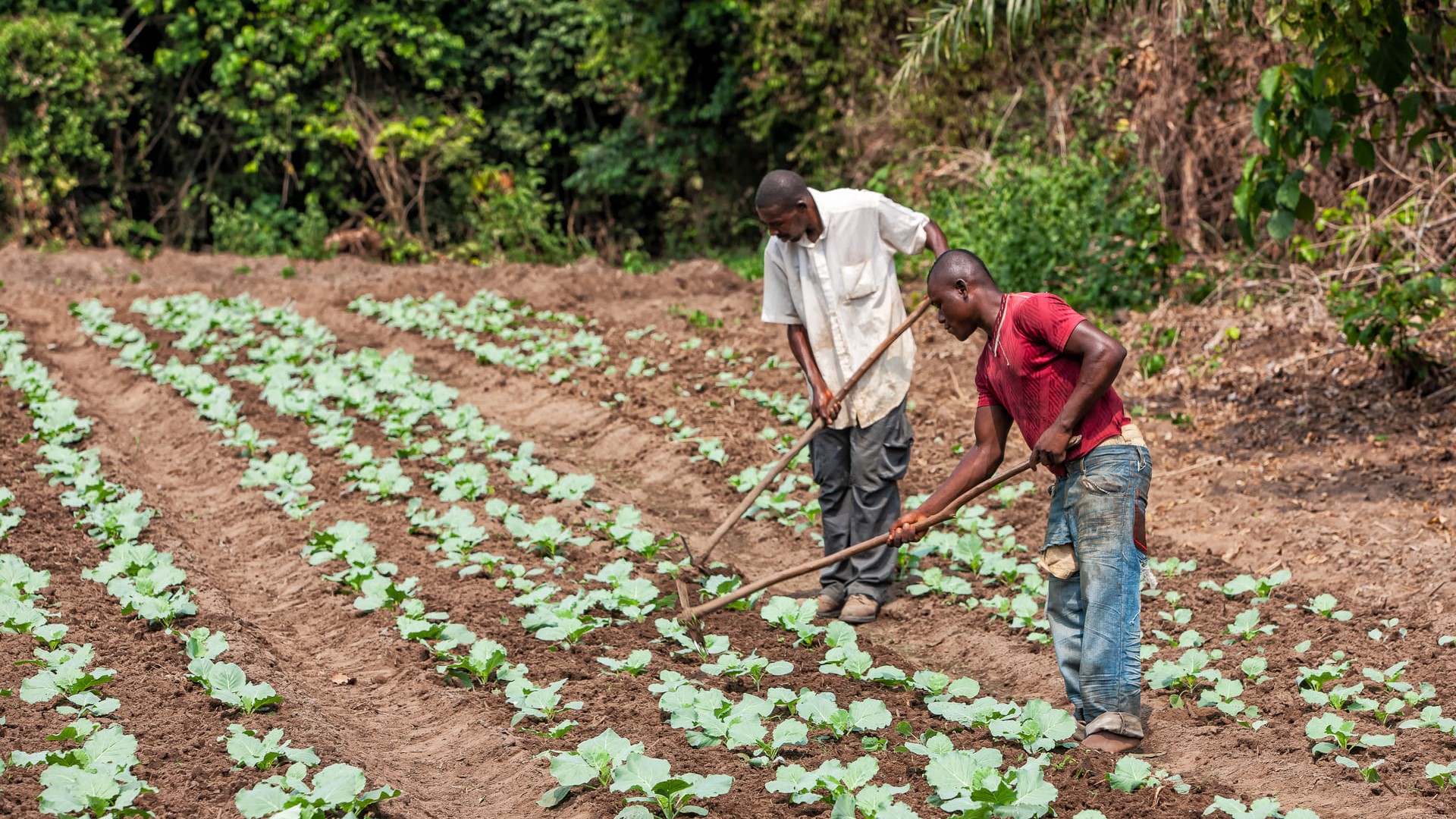 Rural farmers