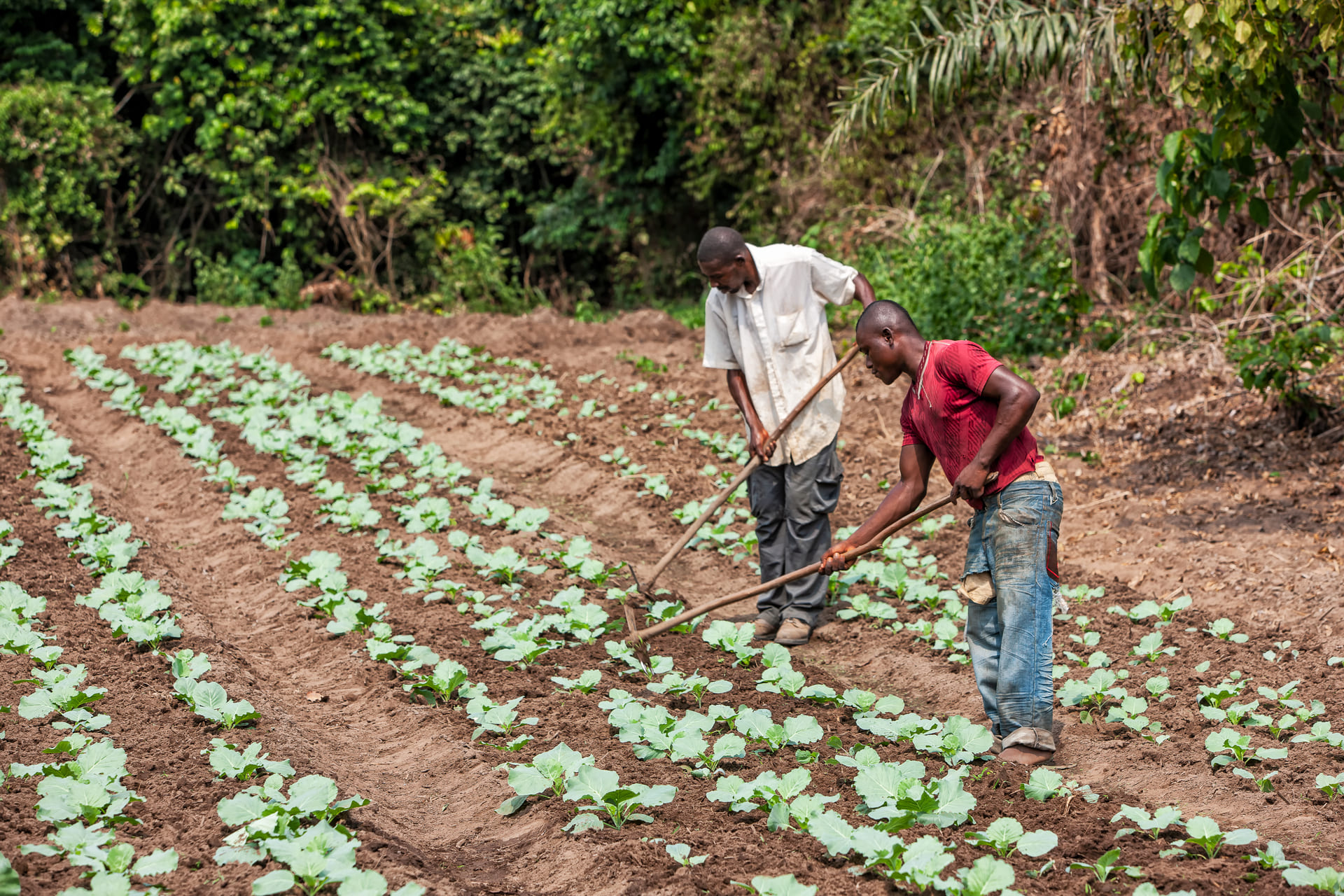 Rural farmers