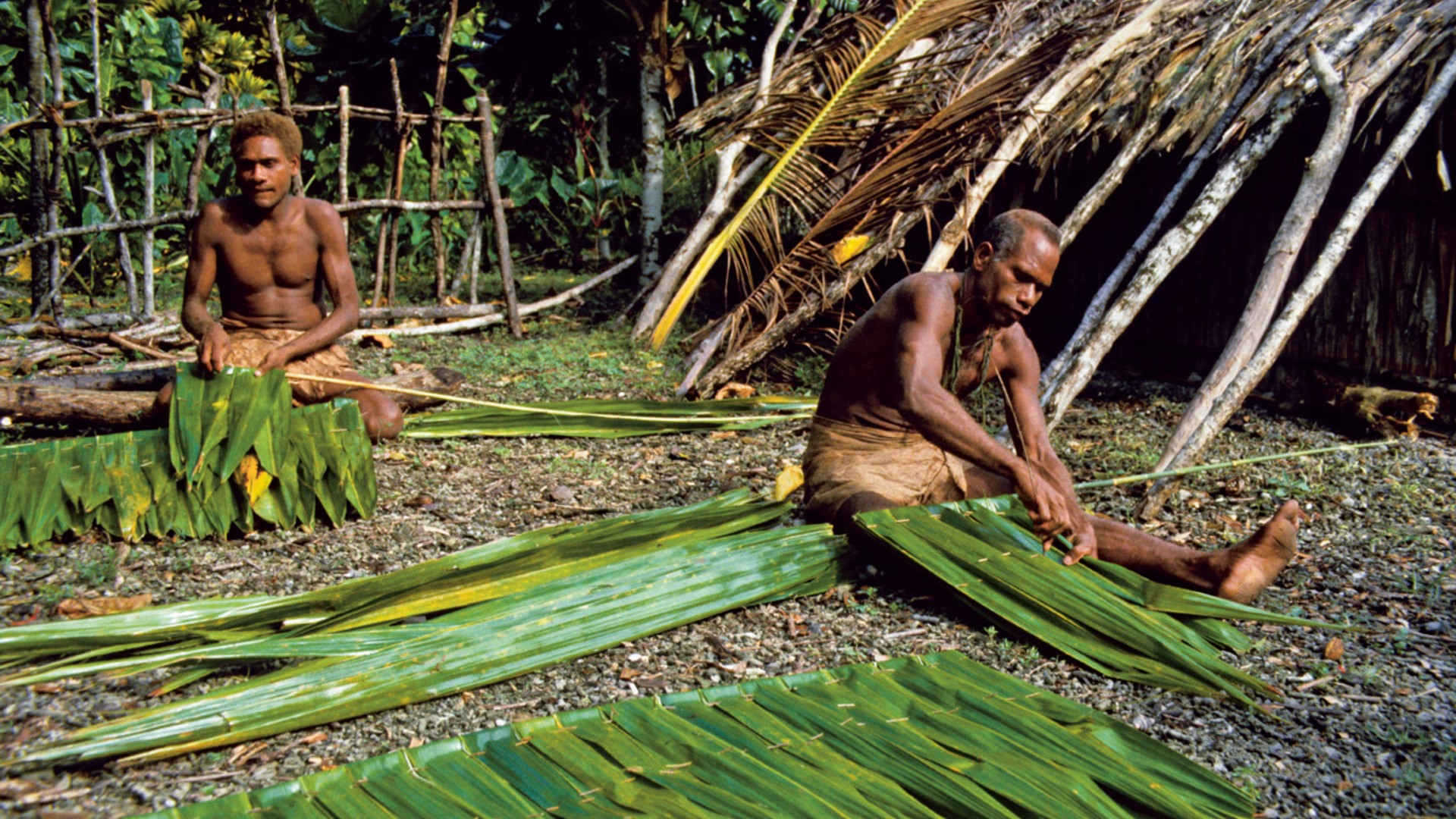 Thatched fronds for dwellings in the Solomon Islands