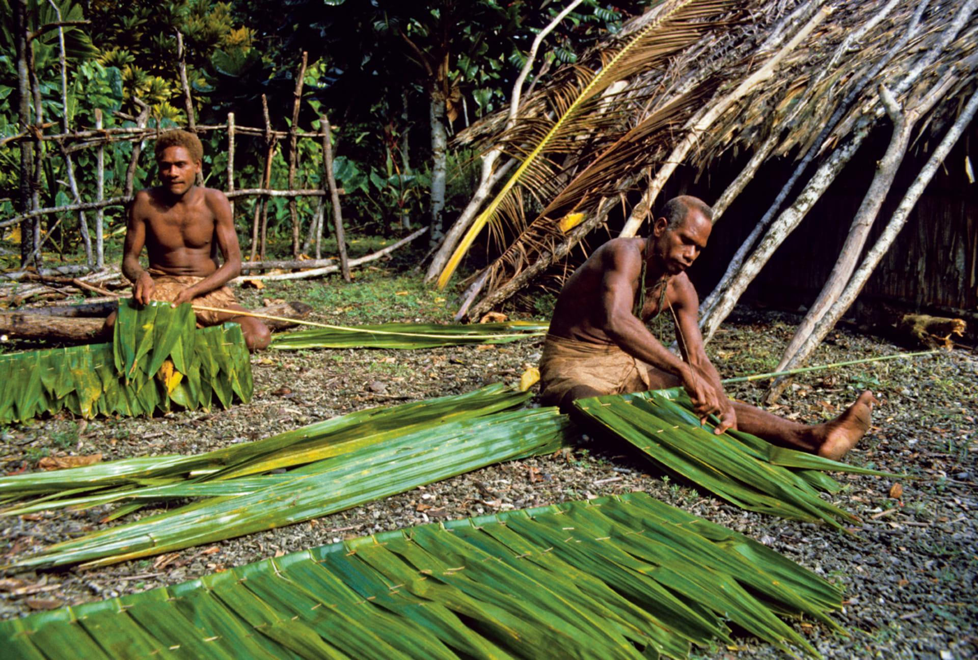 Thatched fronds for dwellings in the Solomon Islands