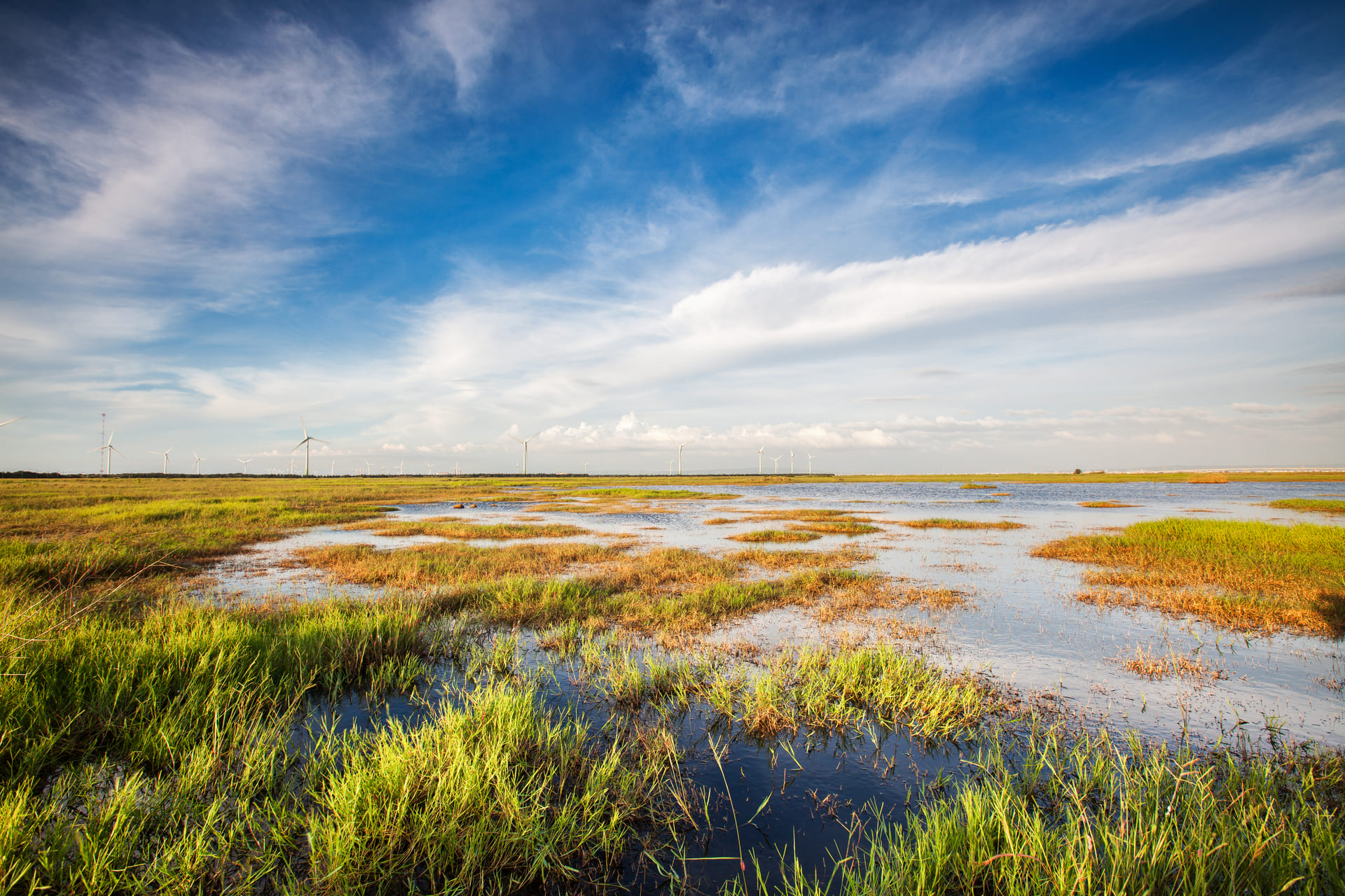 Wetland with windmills