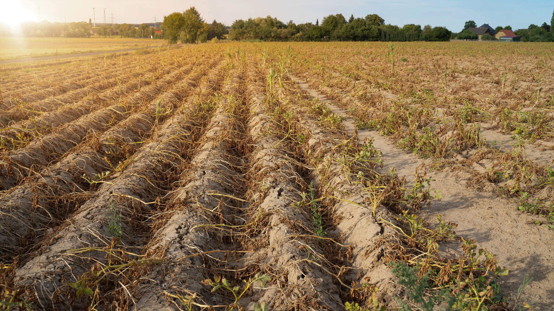 Withered corn field