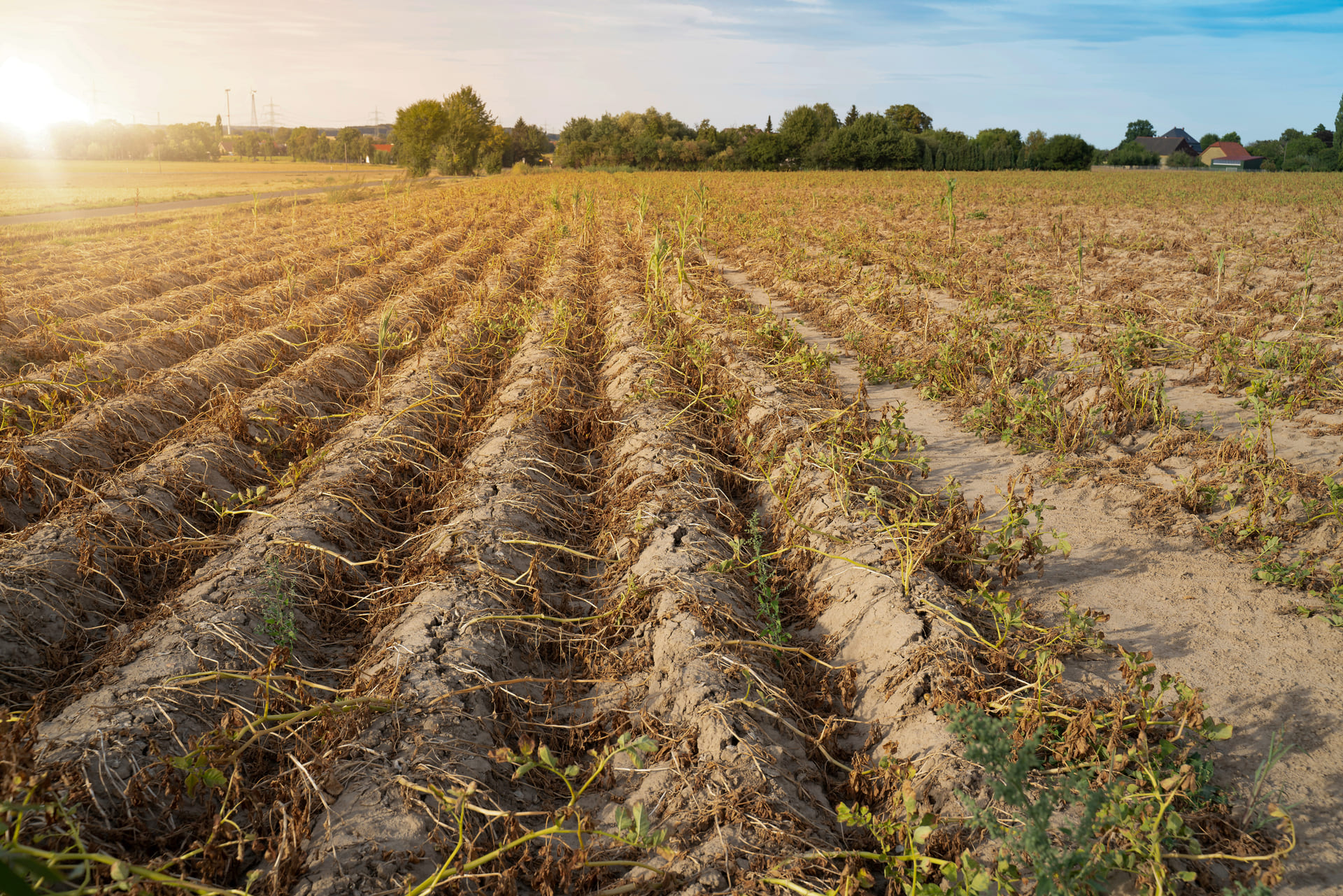 Withered corn field